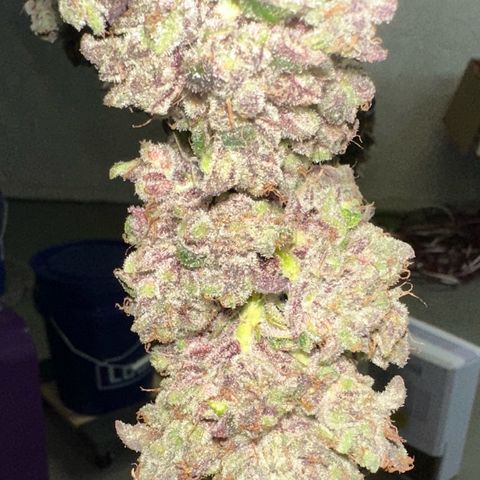 CxLAZ #03 C #1 58.58g growlog timeline photo