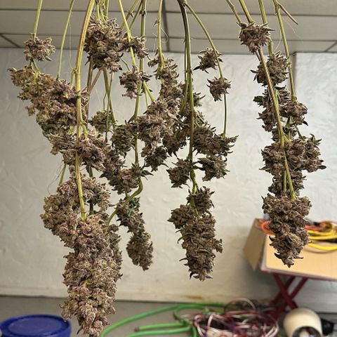 CxLAZ #03 C #1 58.58g growlog timeline photo