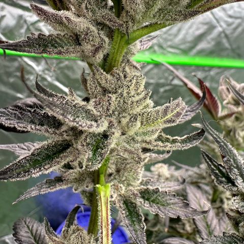 MiscxLAZ #29 C growlog timeline photo