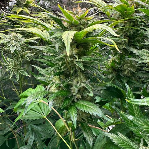 Fuel D.OG #1 Female 47.36g growlog timeline photo
