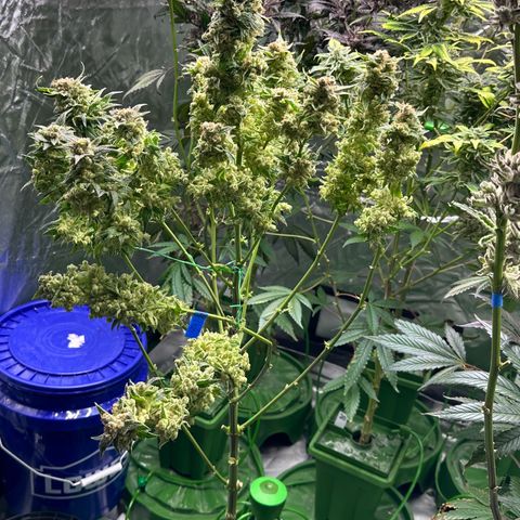 Fuel D.OG #1 Female 47.36g growlog timeline photo