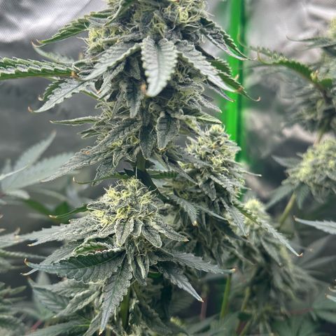 CxLAZ #15 C #1 growlog timeline photo