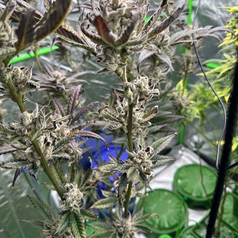 MiscxLAZ #29 C growlog timeline photo