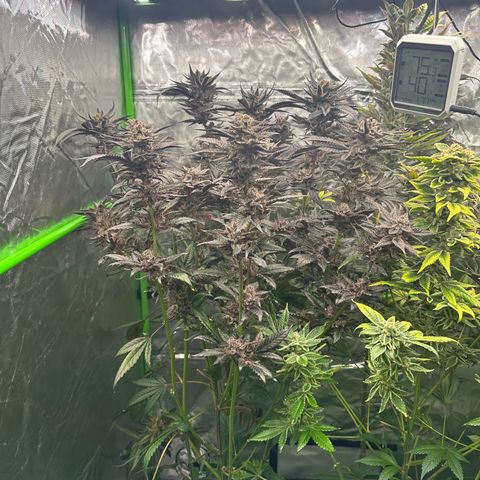 MiscxLAZ #22 C 42.33g growlog timeline photo