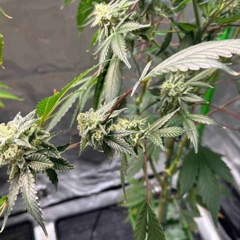 CxLAZ #15 C #1 growlog timeline photo