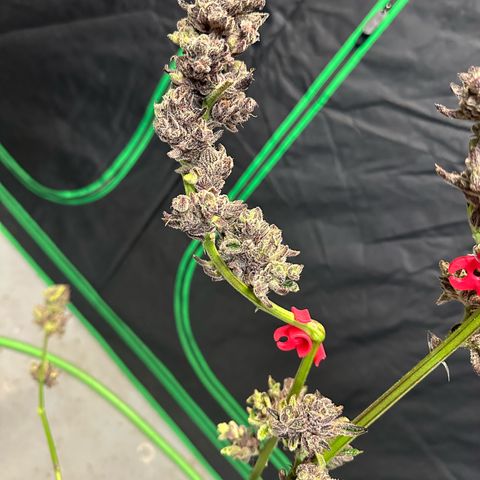 MiscxLAZ #22 C 42.33g growlog timeline photo
