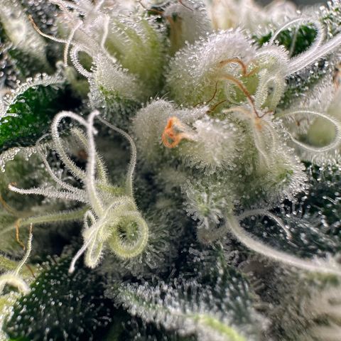 CxLAZ #15 C #1 growlog photo: Possible light bleaching