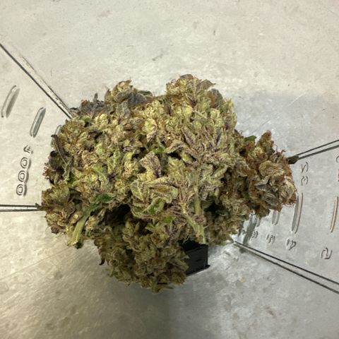 CxLAZ #03 C #1 58.58g growlog timeline photo