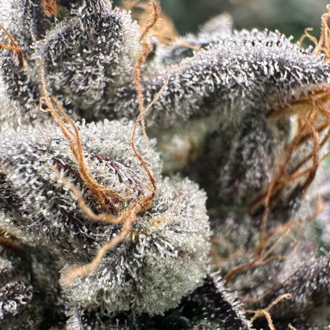 CxLAZ #03 C #1 58.58g growlog timeline photo
