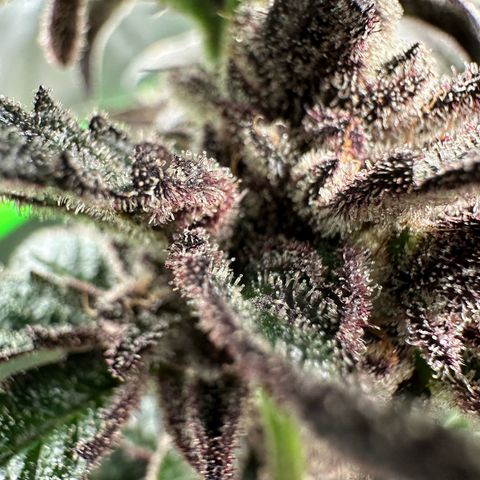 MiscxLAZ #22 C 42.33g growlog timeline photo