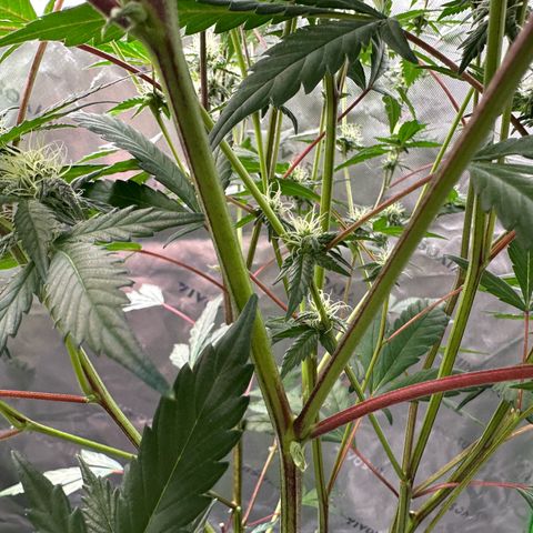 CxLAZ #15 C #1 growlog timeline photo