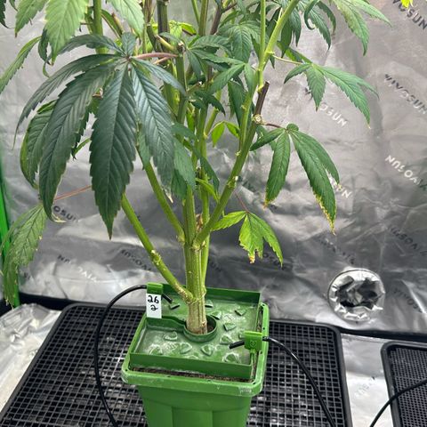 MiscxLAZ #26 C #2 growlog timeline photo