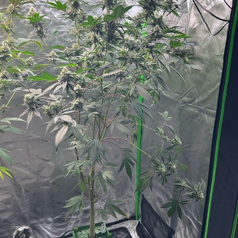 CxLAZ #15 C #1 growlog timeline photo