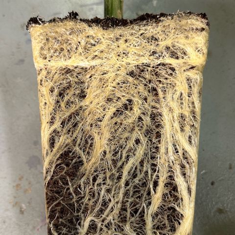 MiscxLAZ #08 C #1 growlog timeline photo