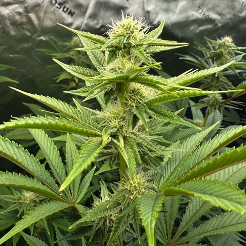 MiscxLAZ #26 C #2 growlog timeline photo