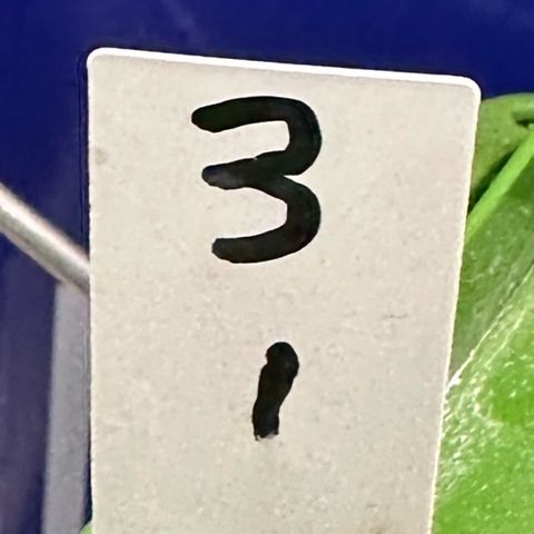 CxLAZ #03 C #1 58.58g growlog timeline photo