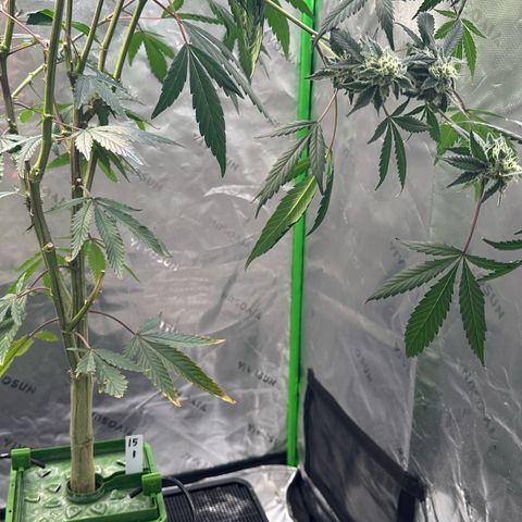 CxLAZ #15 C #1 growlog timeline photo
