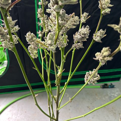 MiscxLAZ #29 C growlog timeline photo