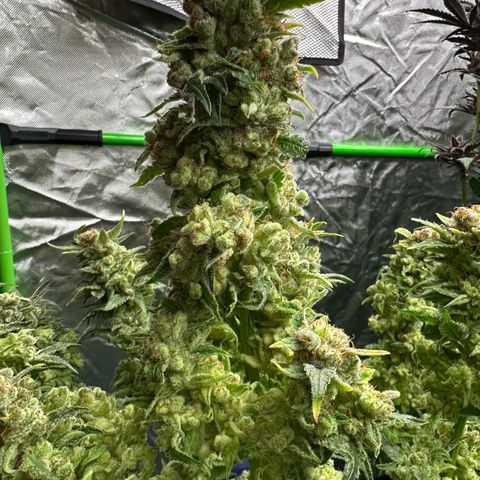 Fuel D.OG #1 Female 47.36g growlog timeline photo