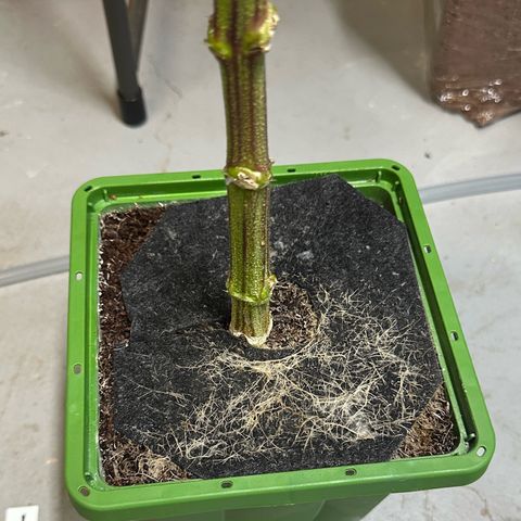 CxLAZ #03 C #1 58.58g growlog timeline photo