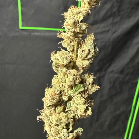 CxLAZ #31 C growlog photo: Moved to pan
Herm
