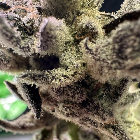 MiscxLAZ #29 C growlog timeline photo