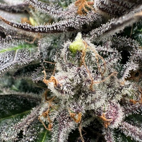 CxLAZ #03 C #1 58.58g growlog photo: Herm / male flowers