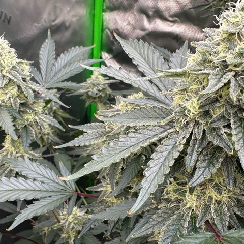 CxLAZ #15 C #1 growlog timeline photo