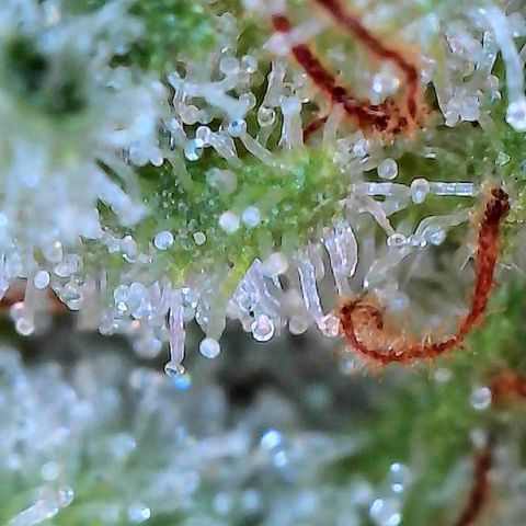MiscxLAZ #26 C #2 growlog timeline photo