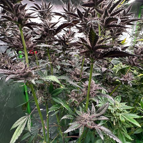 MiscxLAZ #22 C 42.33g growlog timeline photo