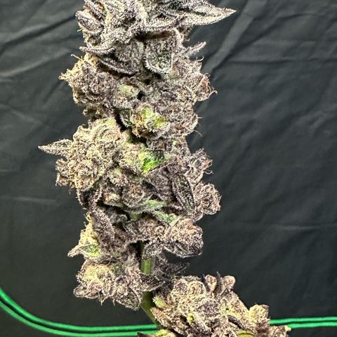 MiscxLAZ #22 C 42.33g growlog timeline photo