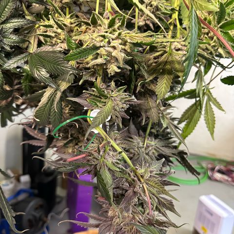 CxLAZ #03 C #1 58.58g growlog timeline photo