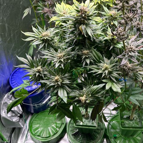 Fuel D.OG #1 Female 47.36g growlog timeline photo