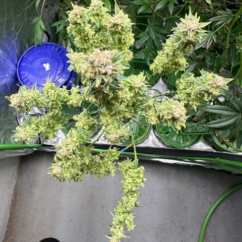 Fuel D.OG #1 Female 47.36g growlog timeline photo