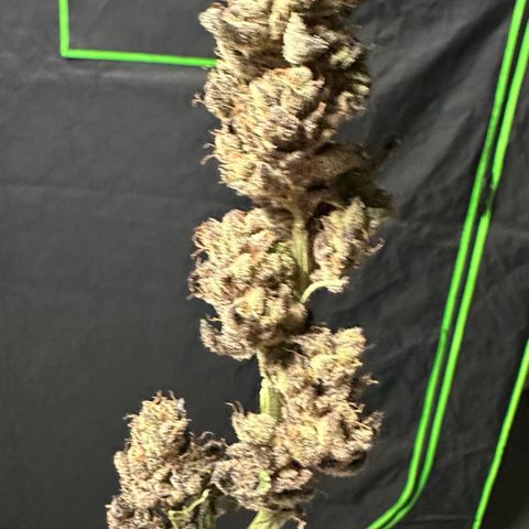 MiscxLAZ #22 C 42.33g growlog photo: Moved to pan