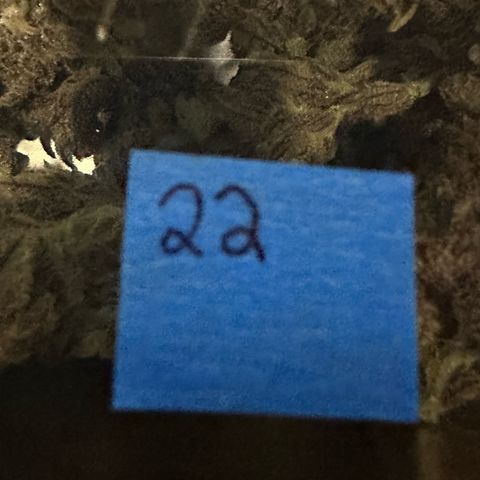 MiscxLAZ #22 C 42.33g growlog photo: Moved to pan