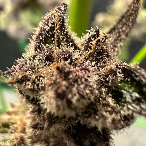 MiscxLAZ #22 C 42.33g growlog timeline photo
