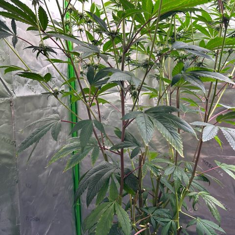 MiscxLAZ #26 C #2 growlog timeline photo