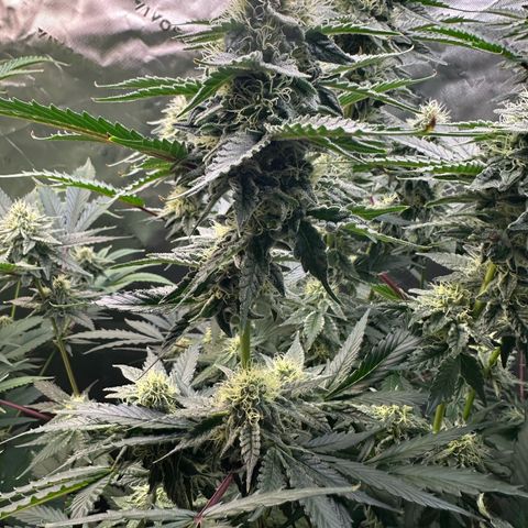 CxLAZ #15 C #1 growlog timeline photo