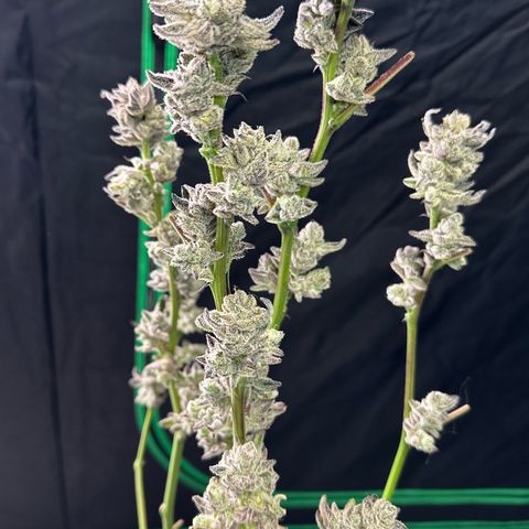 MiscxLAZ #29 C growlog timeline photo