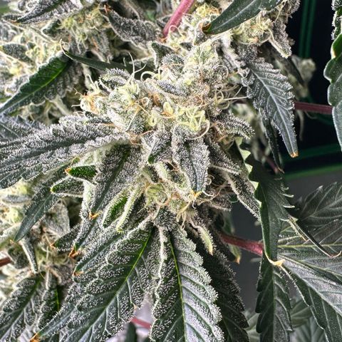 CxLAZ #15 C #1 growlog timeline photo