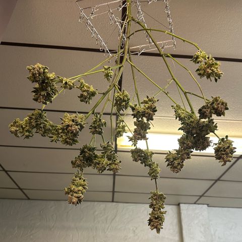 MiscxLAZ #08 C #1 growlog timeline photo