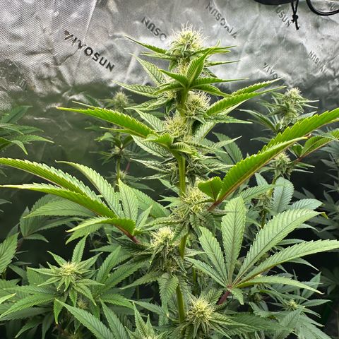 MiscxLAZ #26 C #2 growlog timeline photo