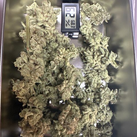 CxLAZ #20 C1 25g growlog timeline photo