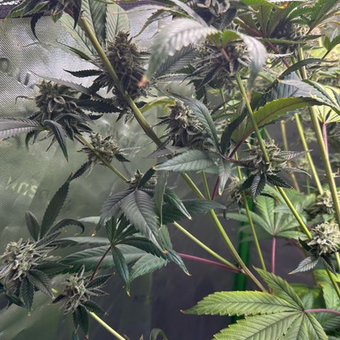 MiscxLAZ #26 C #2 growlog timeline photo