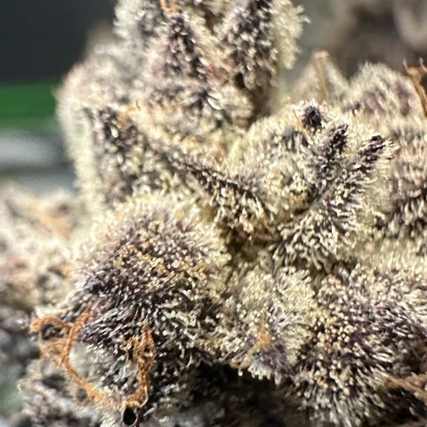 MiscxLAZ #22 C 42.33g growlog timeline photo