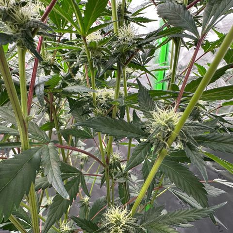 CxLAZ #15 C #1 growlog timeline photo