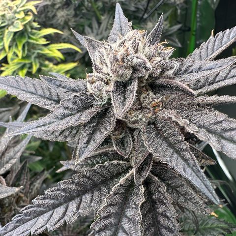 MiscxLAZ #22 C 42.33g growlog timeline photo