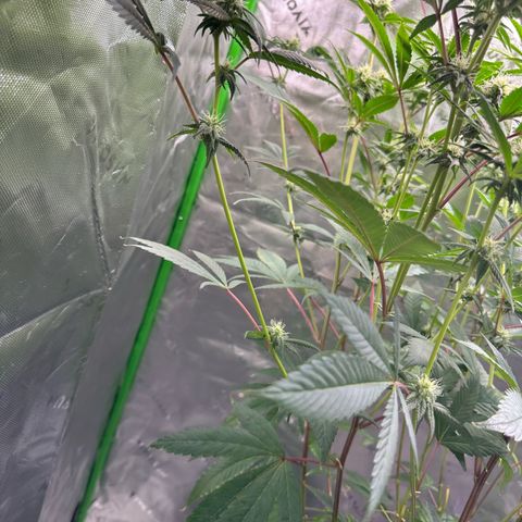 MiscxLAZ #26 C #2 growlog timeline photo
