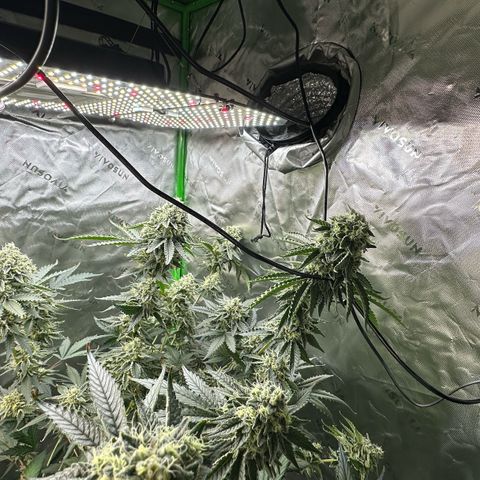 CxLAZ #15 C #1 growlog photo: Light bleaching on a few buds